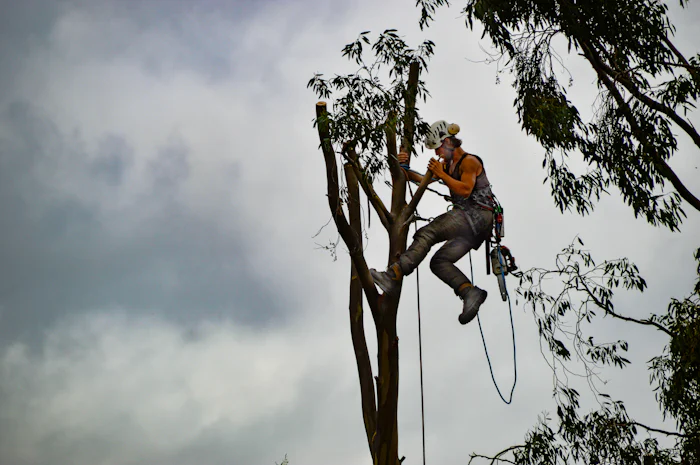 Climber in harness working high in a tree