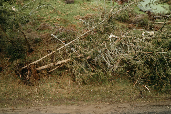 Before: yard full of fallen trees and brush