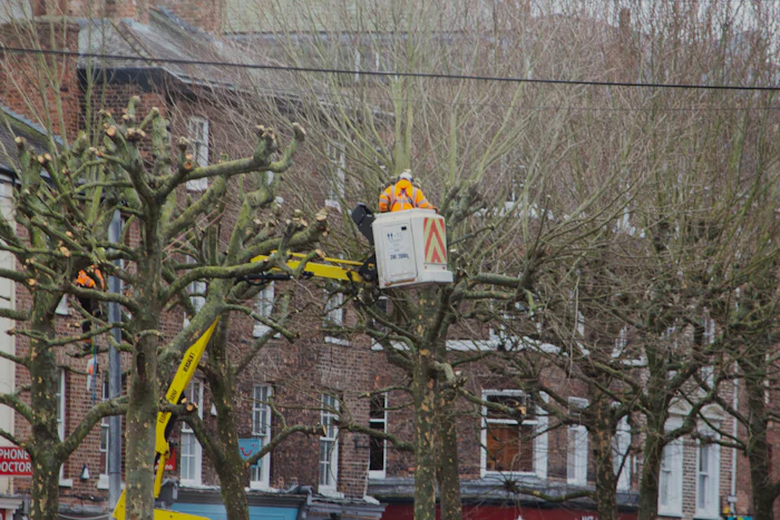 Worker in a bucket lift trimming a street tree