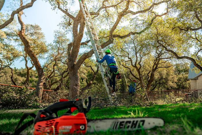 Arborist on a ladder trimming high branches