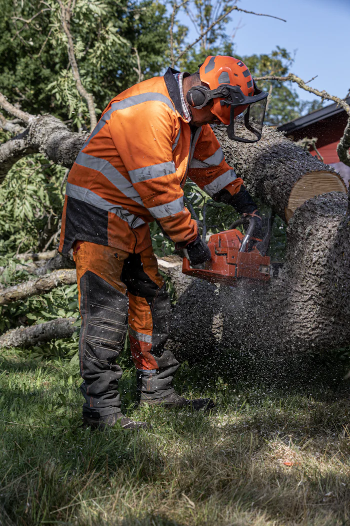 Cutting a tree trunk with a chainsaw