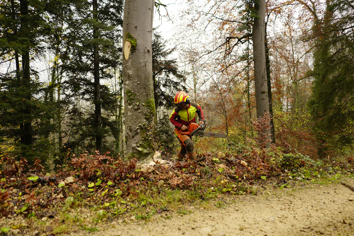 Worker with a chainsaw clearing wooded land