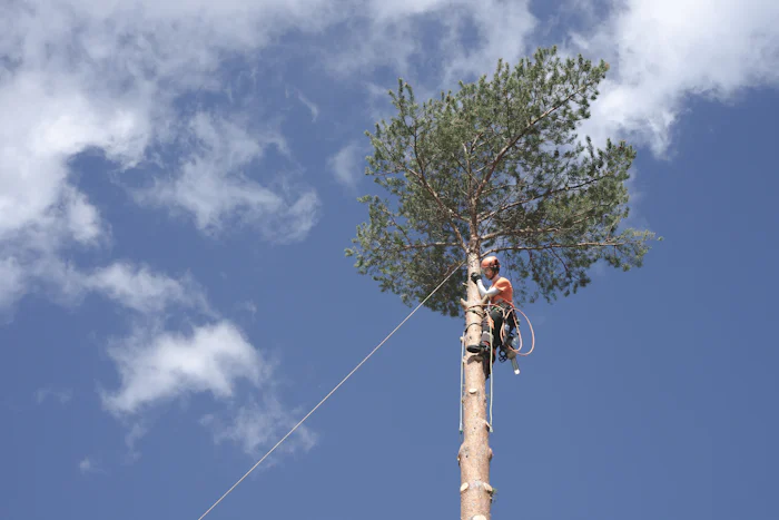 Climber at the top of a tall pine trunk against blue sky