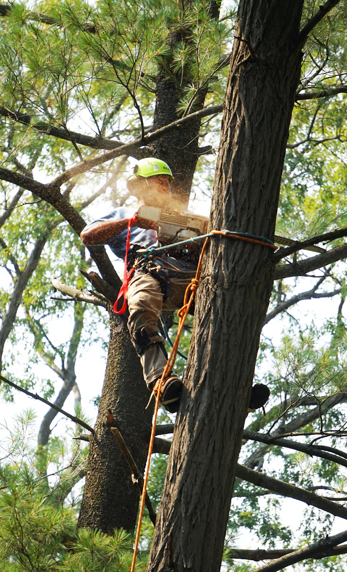 Climber working on a tall trunk with ropes