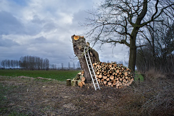 Large tree cut down to a stump with stacked firewood