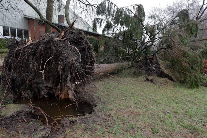 Large uprooted tree fallen beside a house