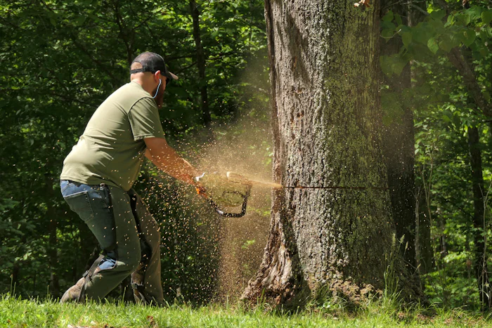 Worker felling a large tree with a chainsaw, sawdust flying