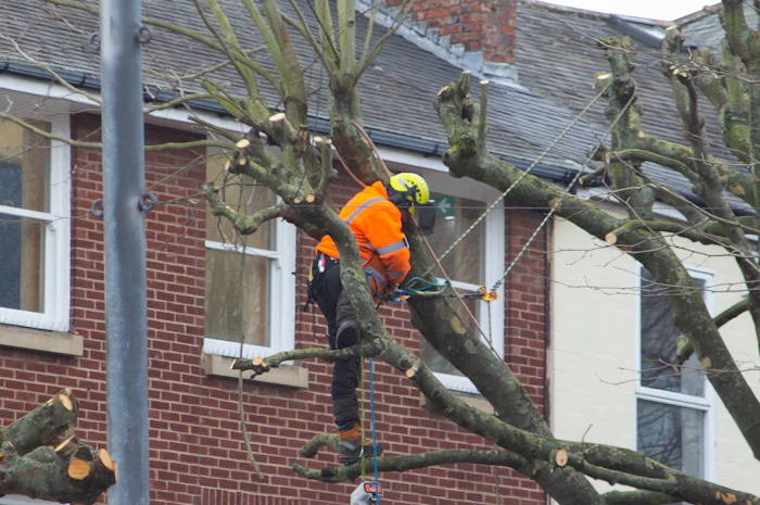 Arborist trimming branches near a house